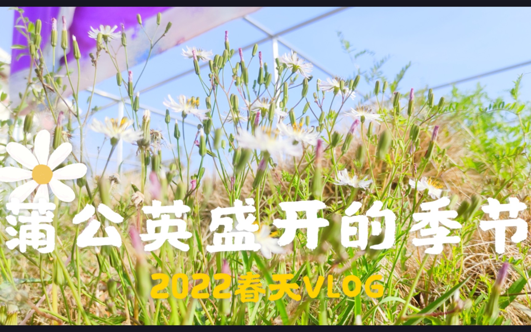 [图]2022春天VLOG-蒲公英盛开的季节