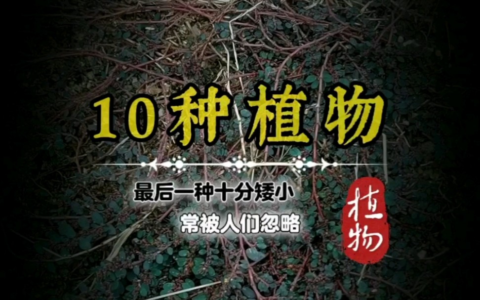 10种植物,你见过几种呢?最后一种十分矮小,常被人们忽略!哔哩哔哩bilibili