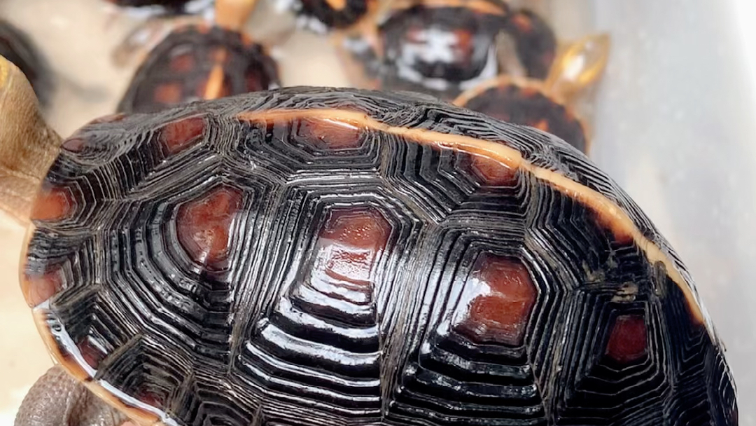 黄缘闭壳龟精雕刀刻纹养殖这种细纹要注意什么