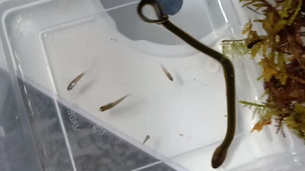 小水蛇七一吃鱼