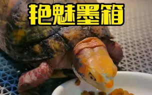 Descargar video: 暖色系墨箱大集汇