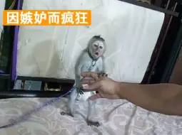 Скачать видео: 猴宝因嫉妒而疯狂