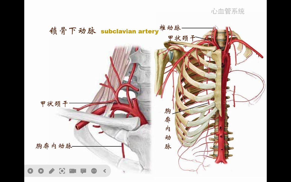 人体解剖学课堂——上肢动脉和胸主动脉哔哩哔哩bilibili