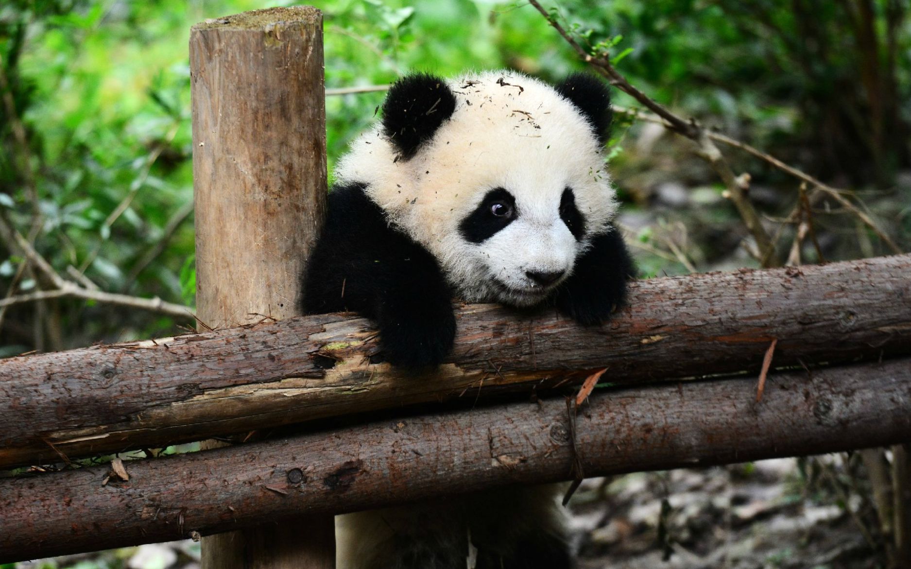 【大熊猫】黄肉肉怼小鸽