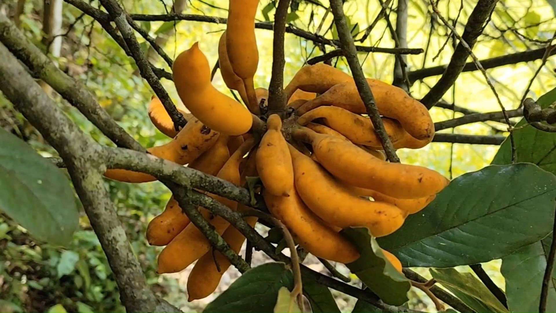 奇奇怪怪的野果成熟了,有人吃过大花紫玉盘吗?