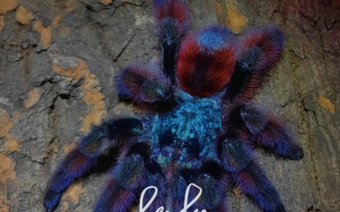 油彩粉红趾捕鸟蛛这颜值真的没的说了!