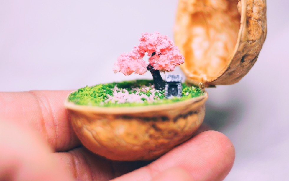 【微缩景观】我在核桃里种了一棵樱花树-galvin-r-默认收藏夹-哔哩