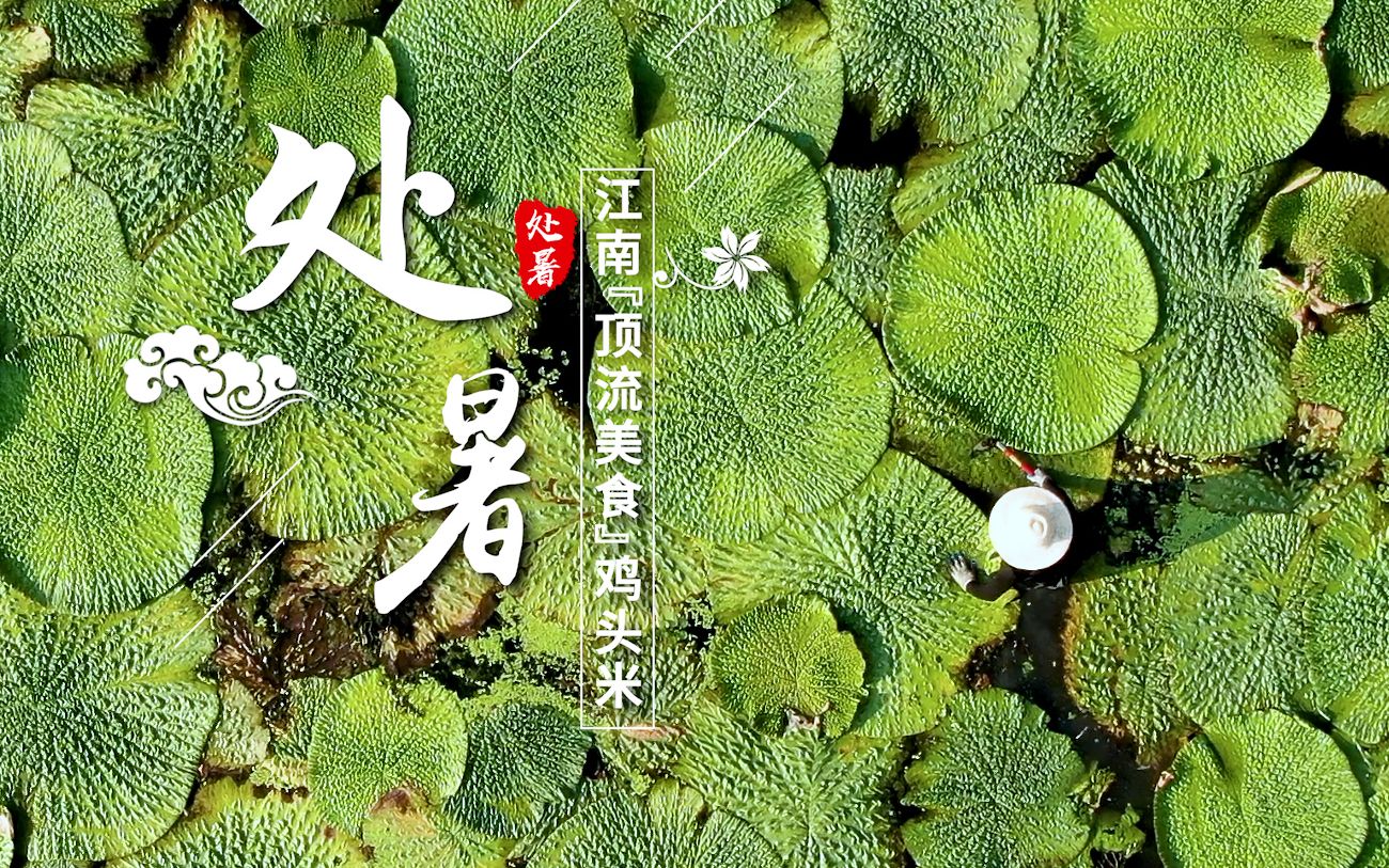 我们的好时节|处暑:鸡头米,藏在江南“顶流美食”里的生意经哔哩哔哩bilibili