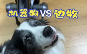 Tải video: 边牧真的...这辈子都当不了警犬！