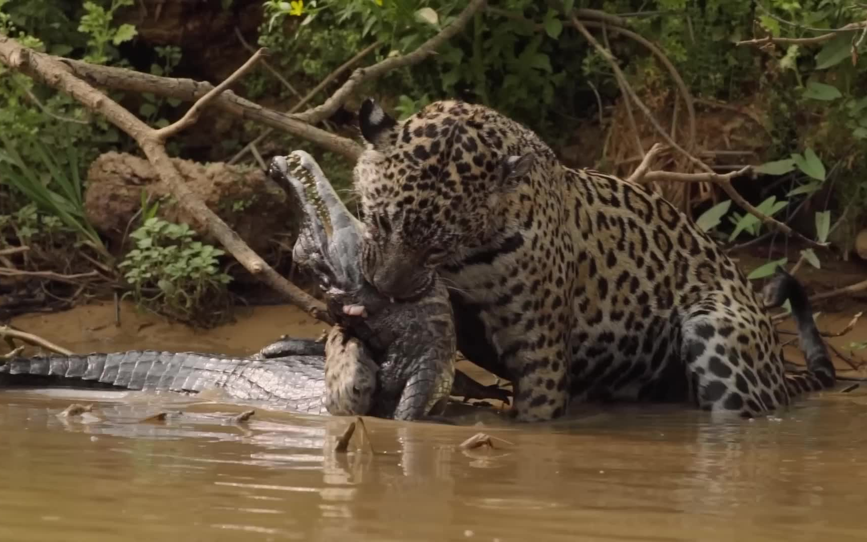 美洲豹单杀凯门鳄