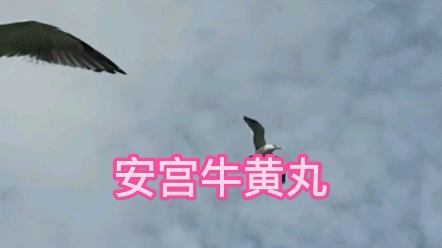 安宫牛黄丸哔哩哔哩bilibili