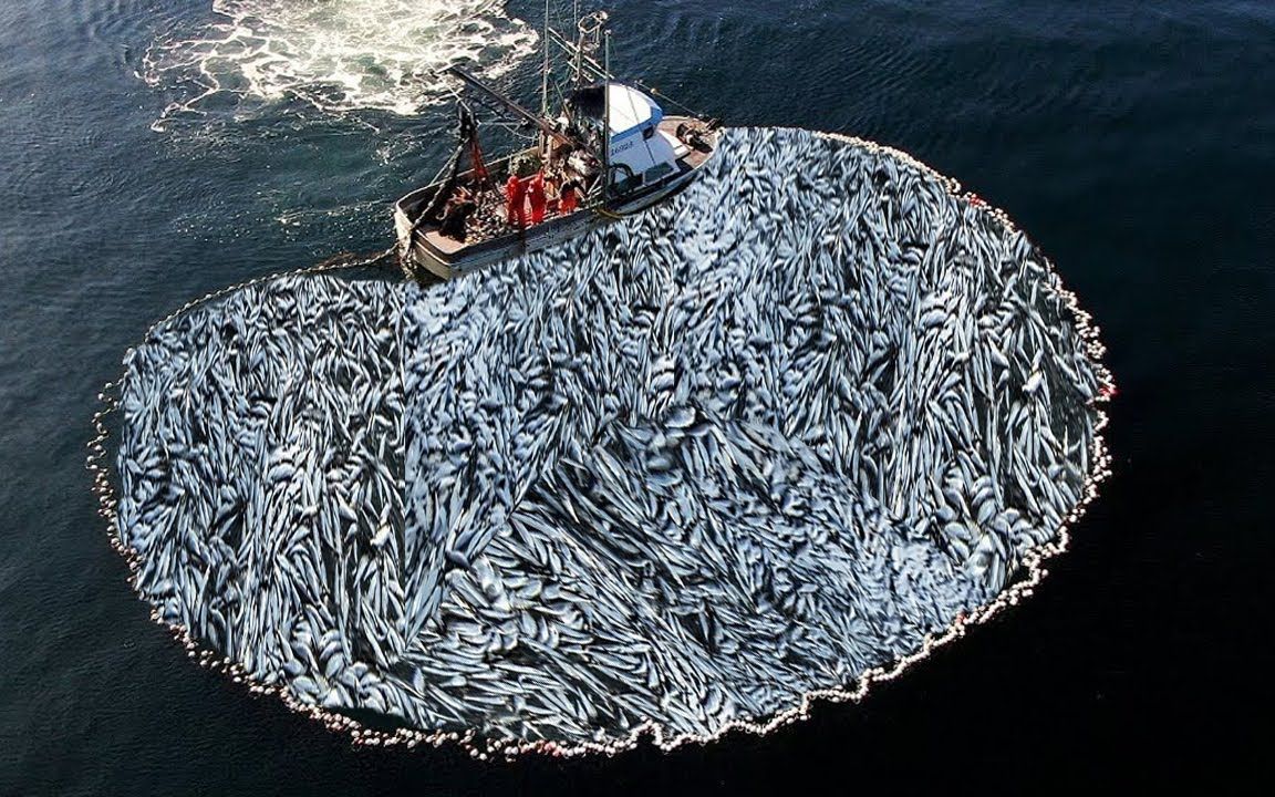 国外大型环网捕鱼,远洋大船深海捕捞鱼群,日捕捞量接近千万条_哔哩