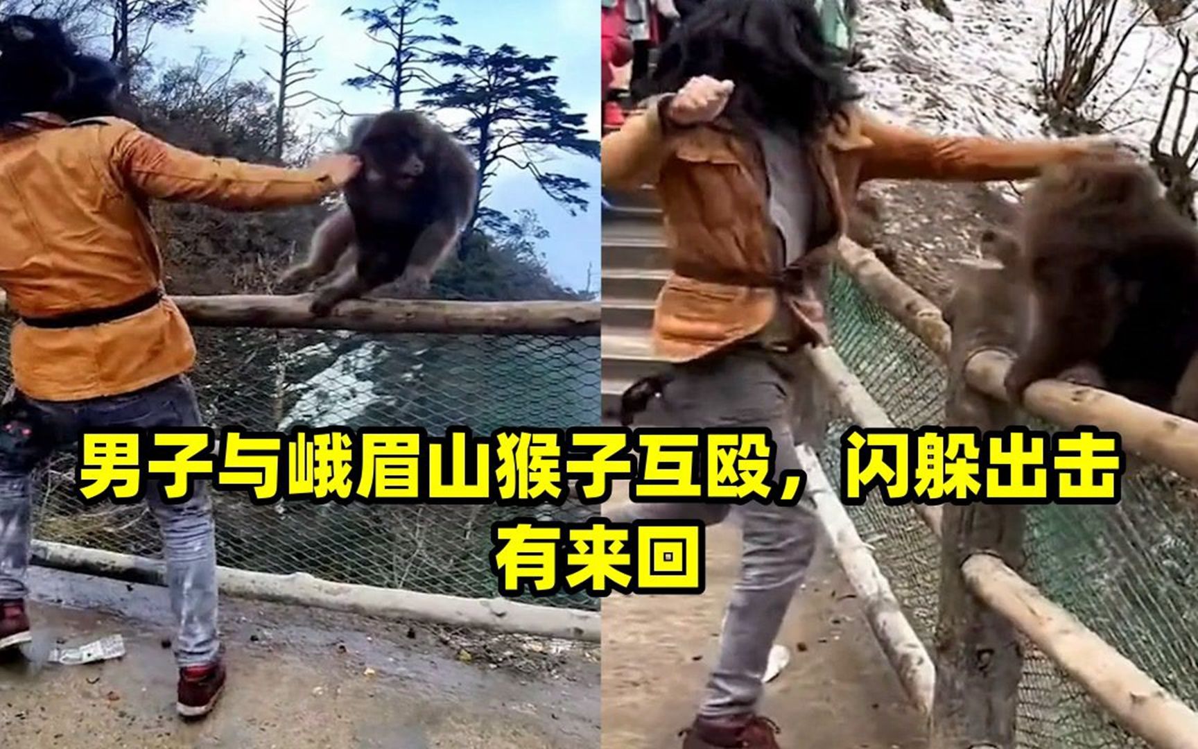 男子与峨眉山猴子互殴,闪躲出击有来回