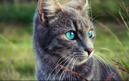 【猫咪大战争】蓝眼睛与我无缘