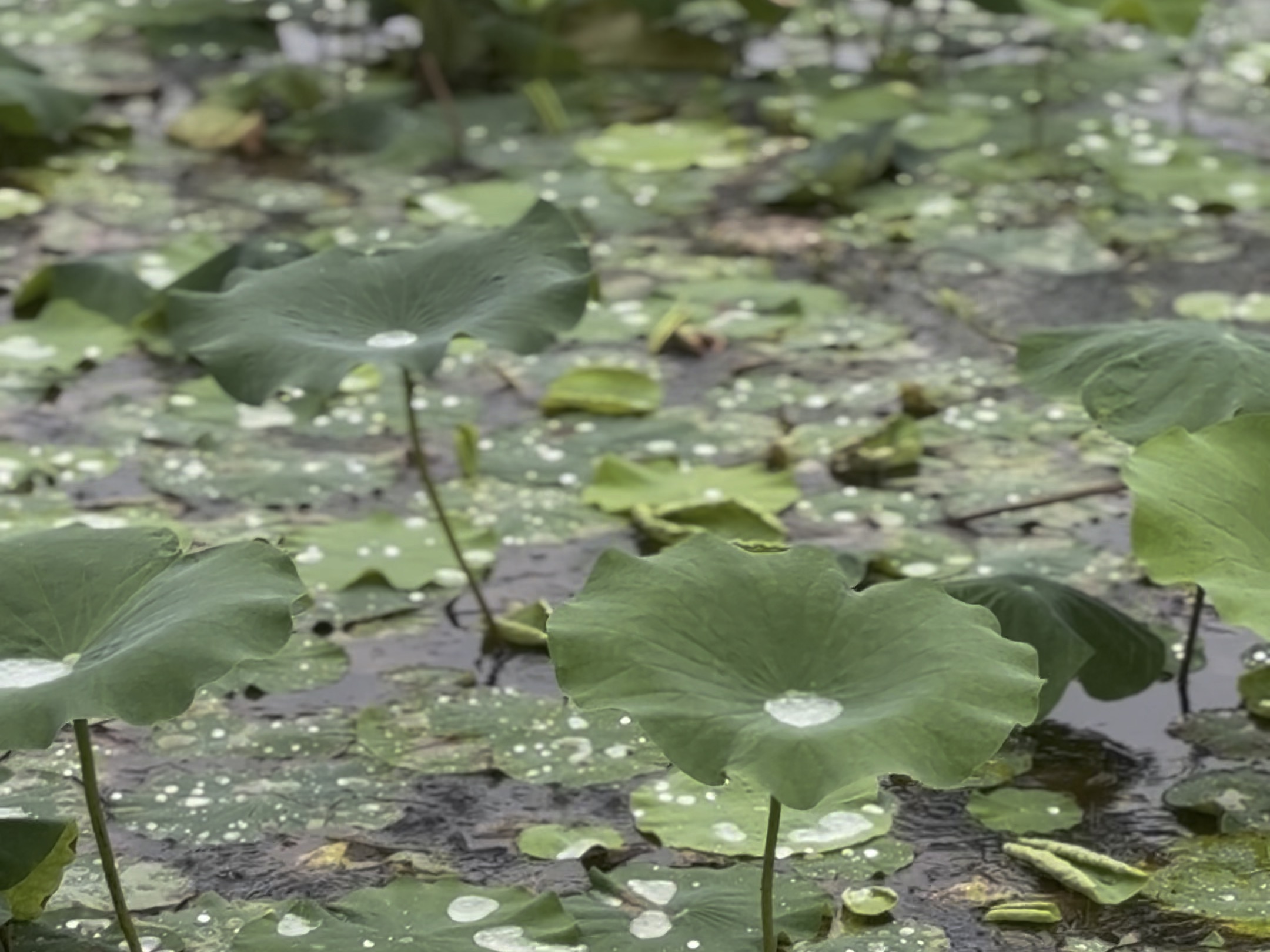雨天的荷叶