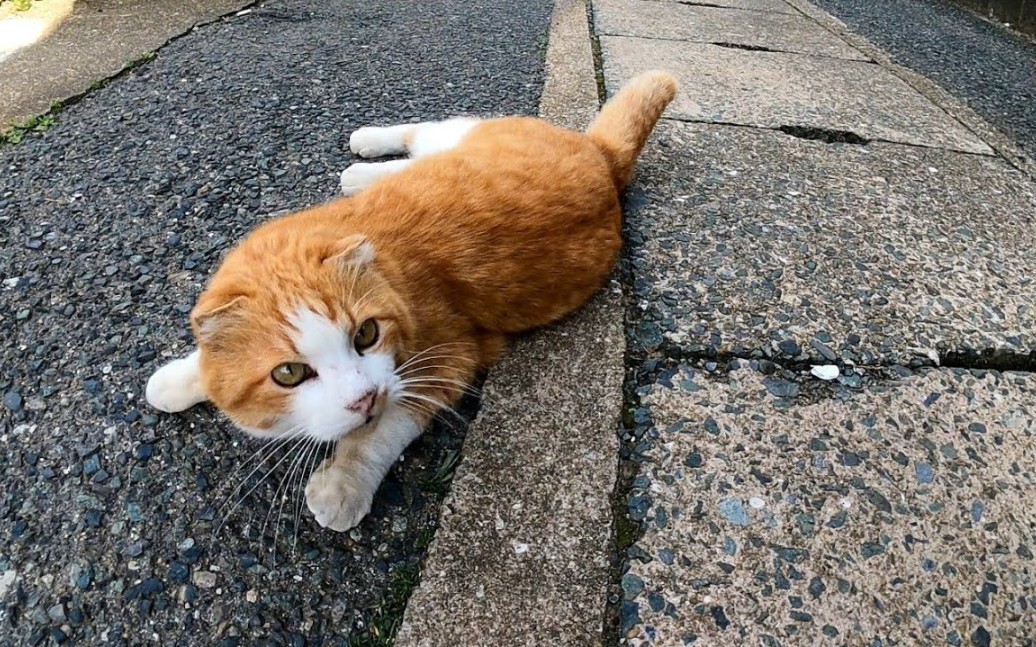 [图]在渔港镇的后巷散步很有趣，有很多猫