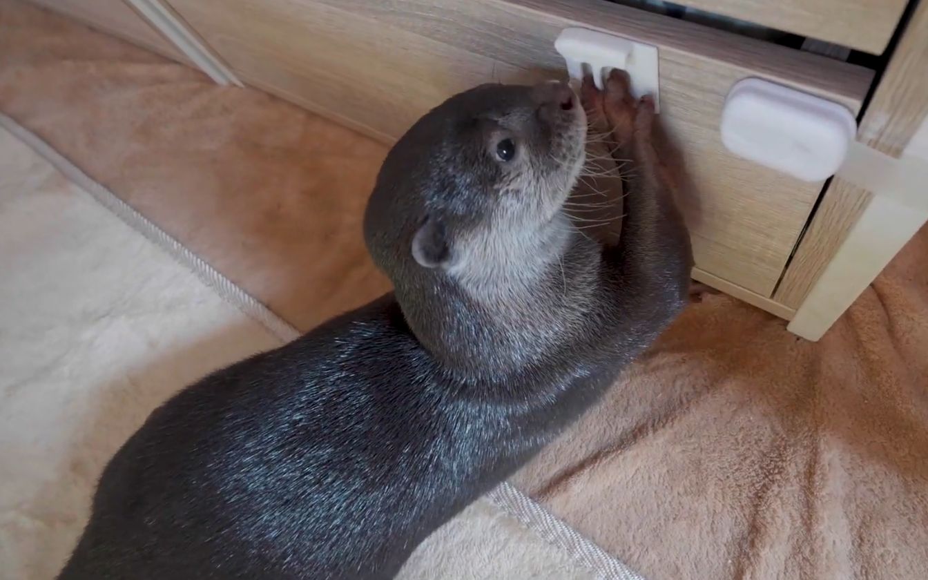 小水獭认真的样子真可爱