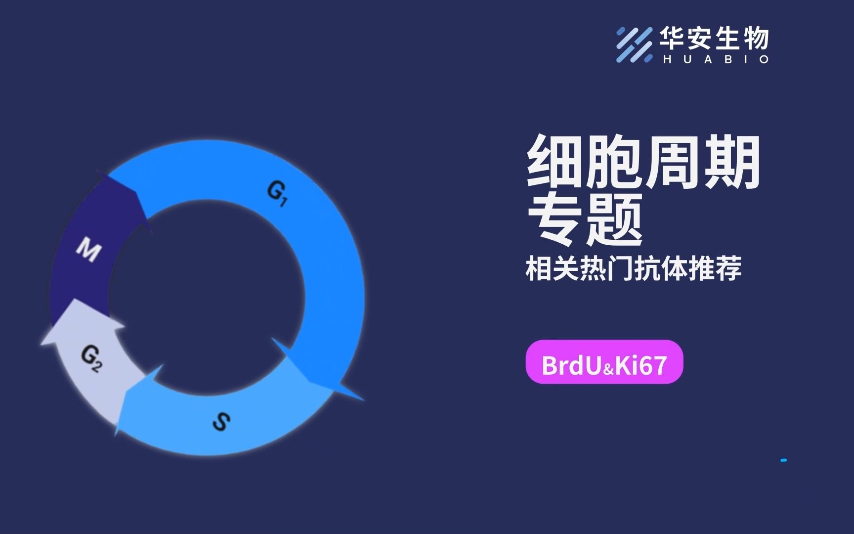 #HUABIO 细胞周期相关抗体推荐丨 (BrdU&Ki67)哔哩哔哩bilibili