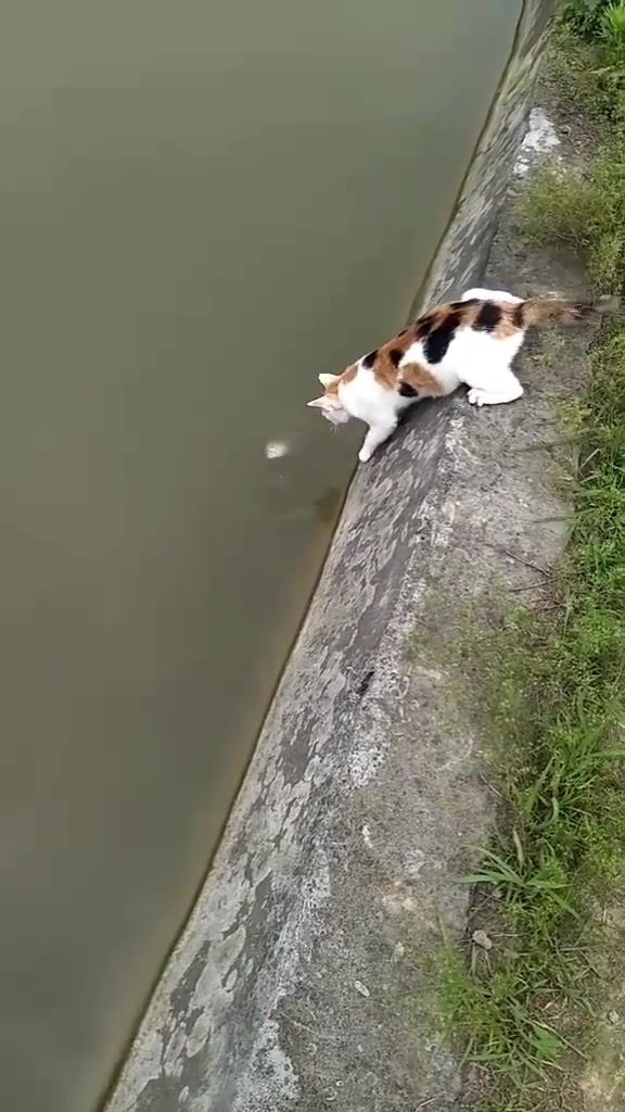 小猫钓黄鳝图片