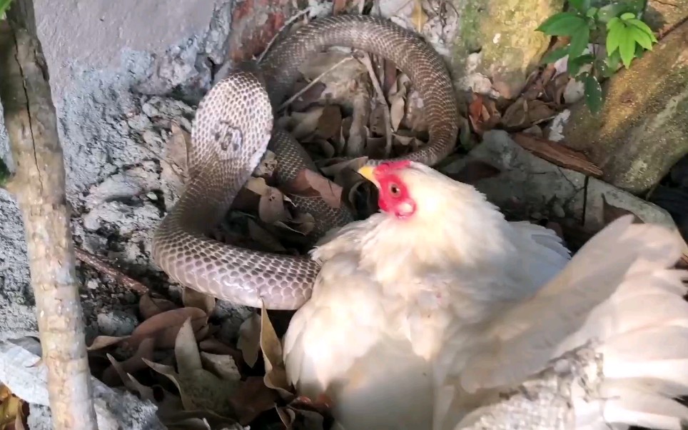 活动作品母鸡pk眼镜蛇眼镜蛇脑袋嗡嗡的