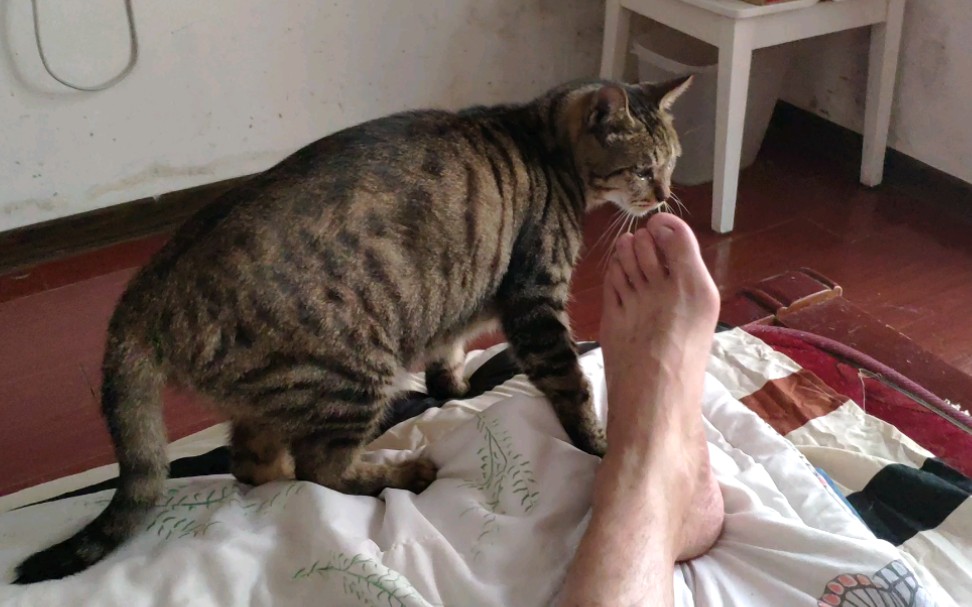 36只猫的日常我把手伸向淡定喵淡定喵让我给它挠痒痒我把脚伸向淡定喵