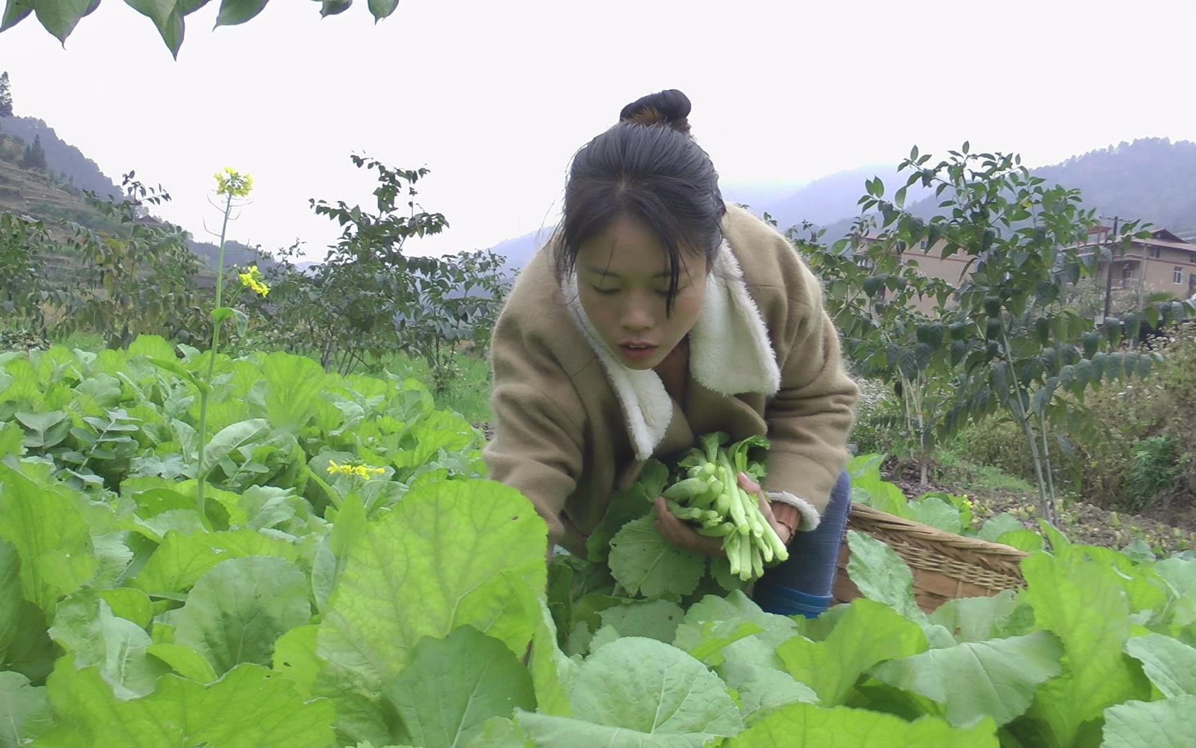 菜地里的菜都老了,农村姑娘有秘诀,看她怎样把青菜