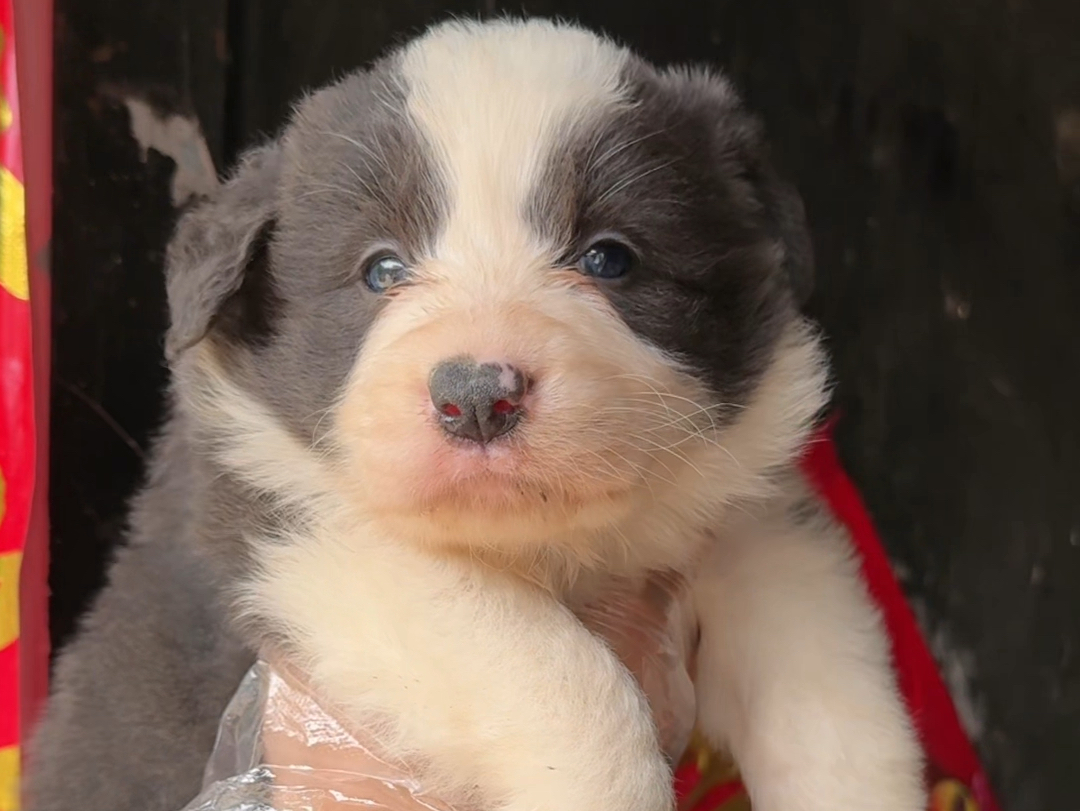养殖场定一只蓝白色边境牧羊犬