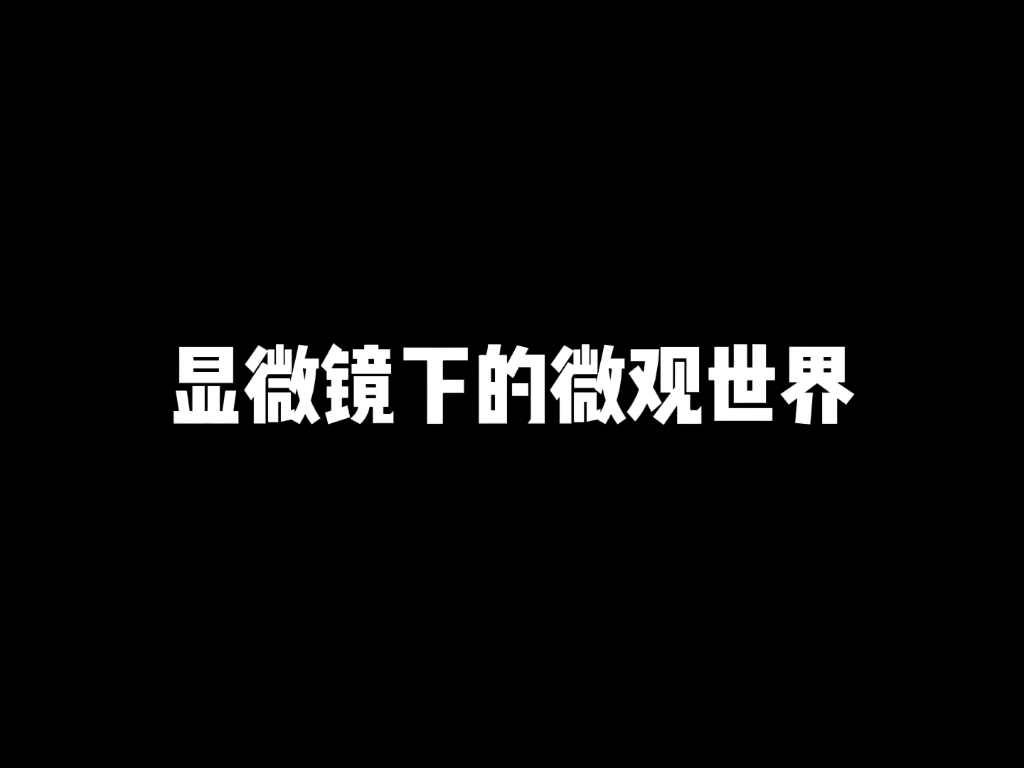 显微镜下的微观世界:植物切片(Stoma)哔哩哔哩bilibili