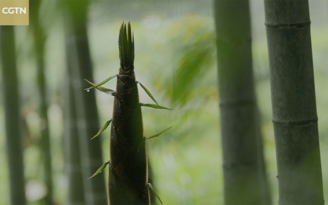 [图]走进苍翠碧绿的闽南竹海，阅读一棵竹子的成长日记【纪录片】【双语】