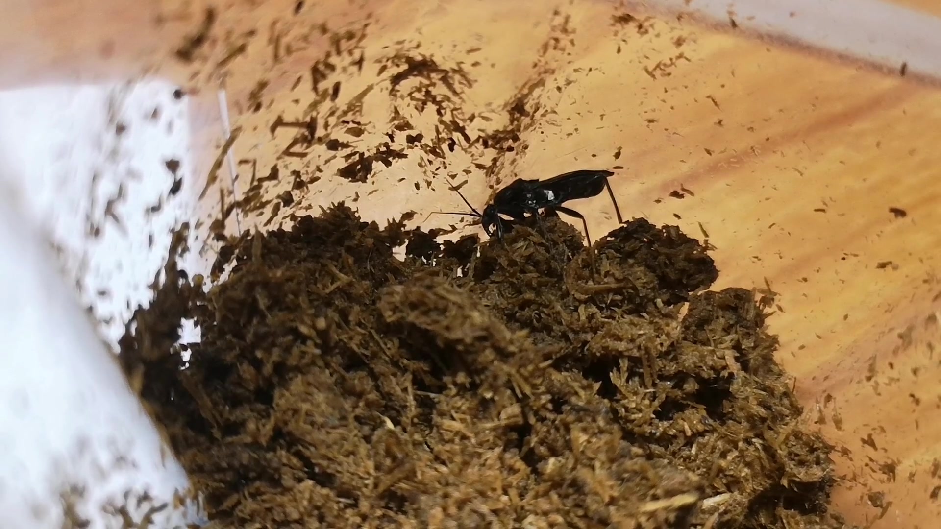 茶褐盗猎蝽雄虫喝水