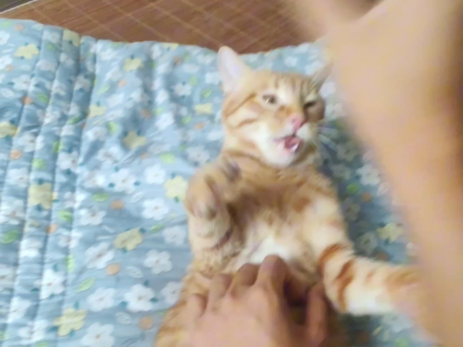 脾气最好的猫咪