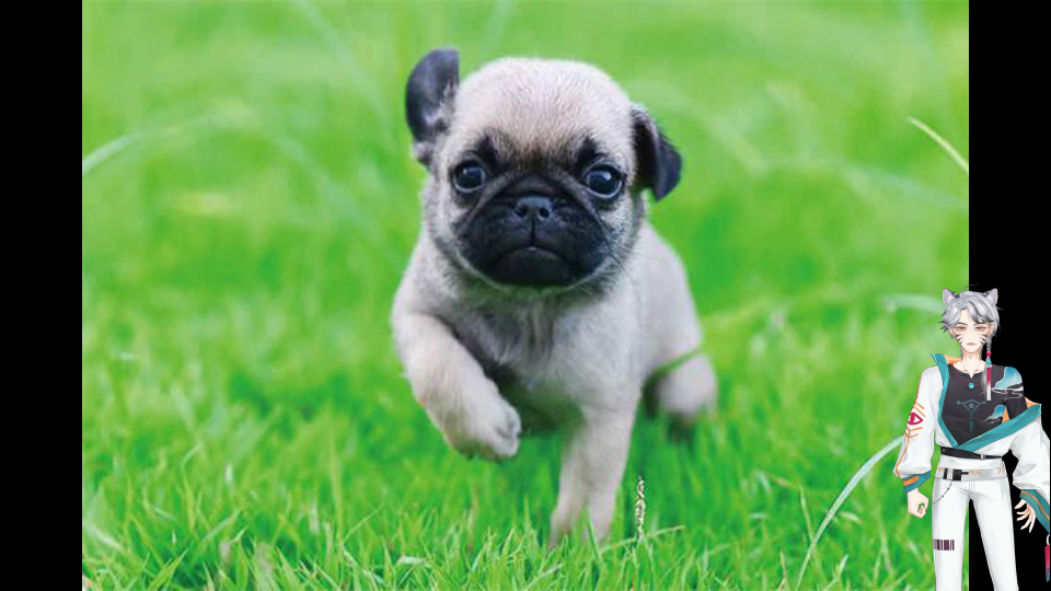 超萌的汪星狗狗