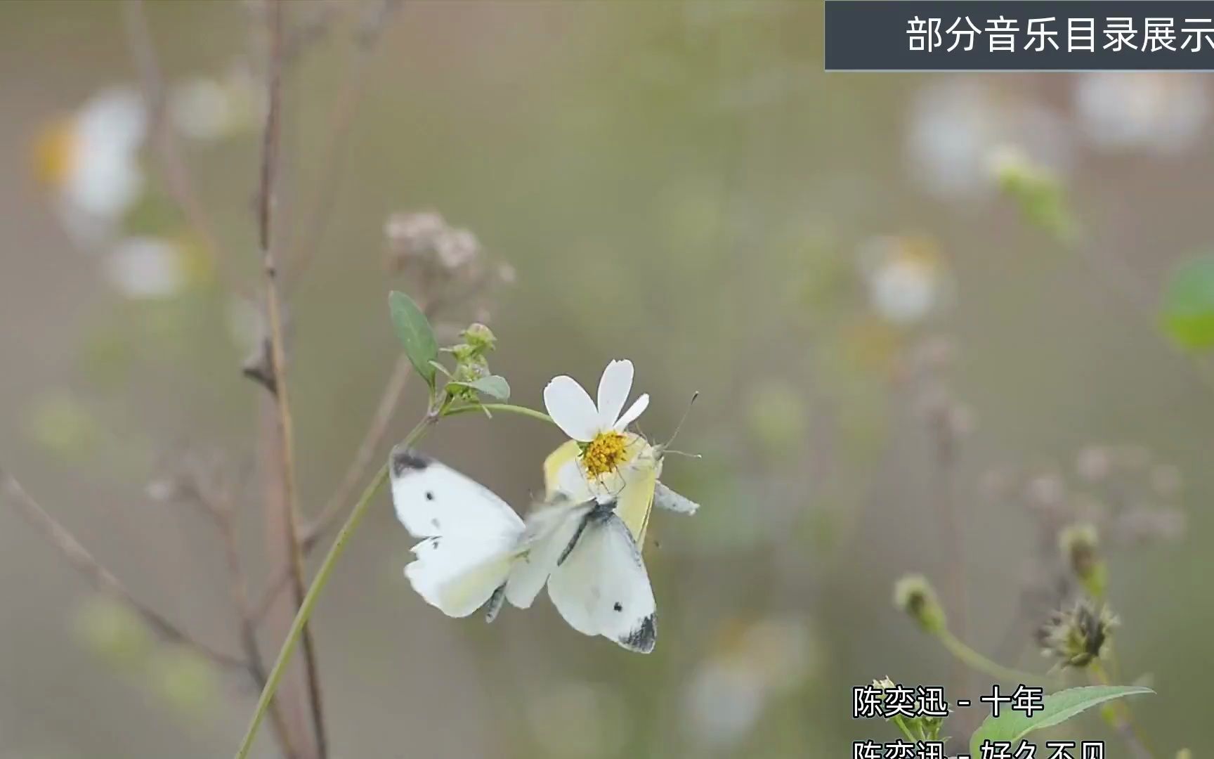 歌曲大全100首老歌中文舞曲车载歌曲包歌单推荐哔哩哔哩bilibili