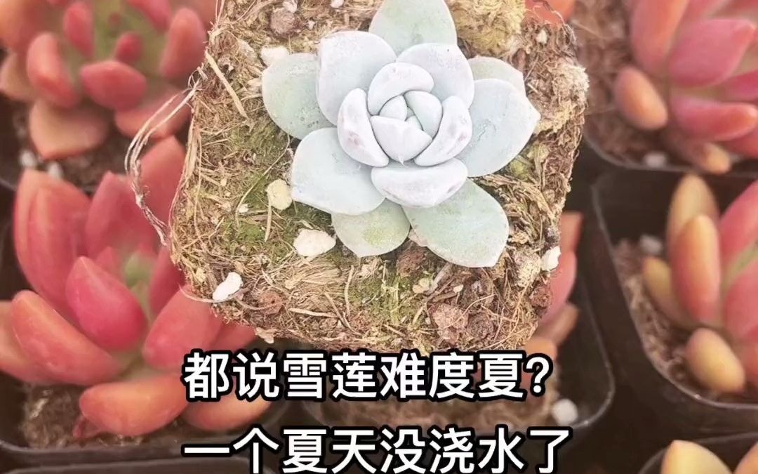 多肉#多肉植物#雪莲#粉雪莲#秋丽家多肉植物