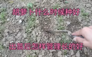 下载视频: 胡萝卜什么时候种好？怎样种好胡萝卜？出苗后这样管理长的好