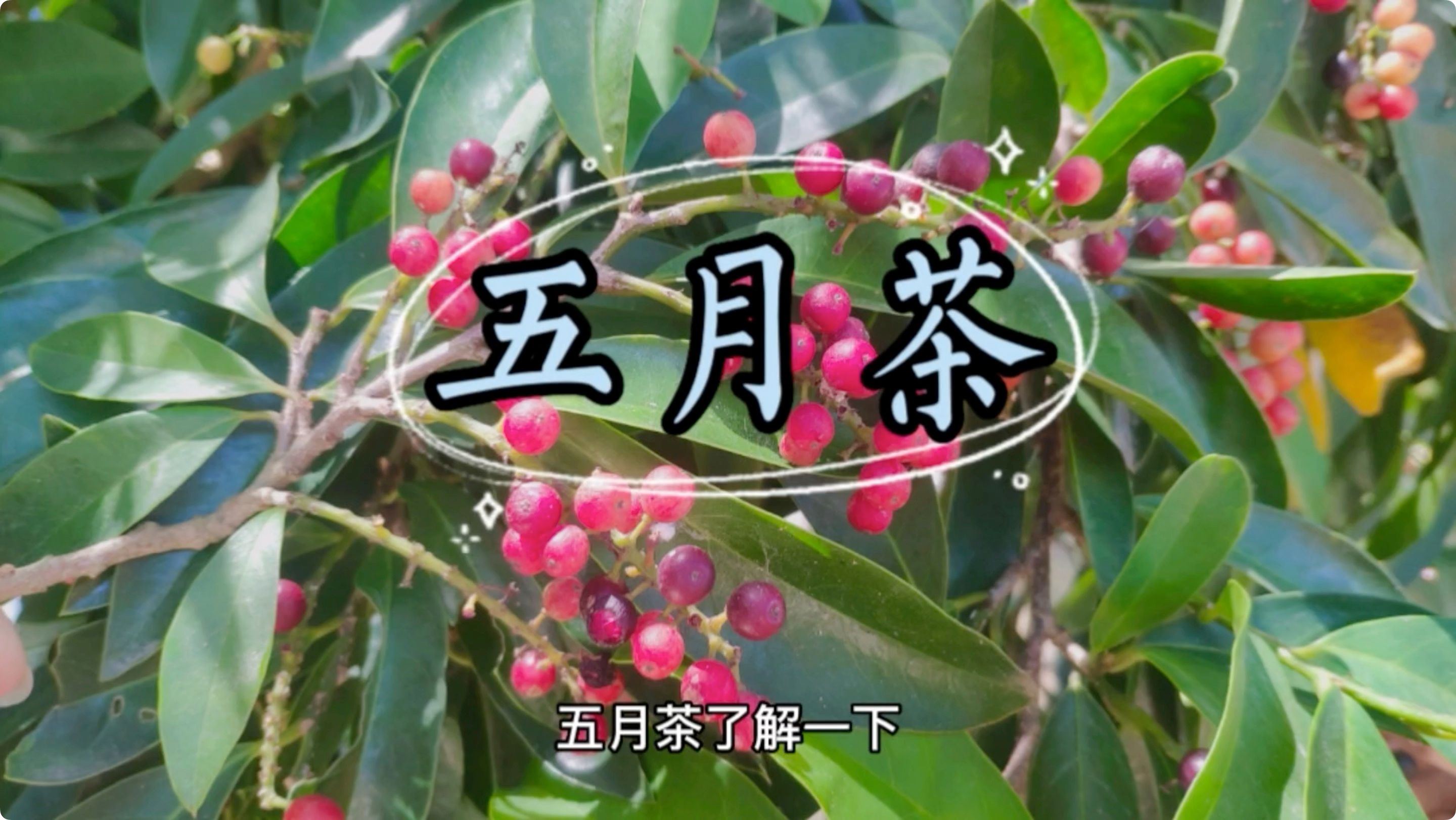 五月茶,了解一下