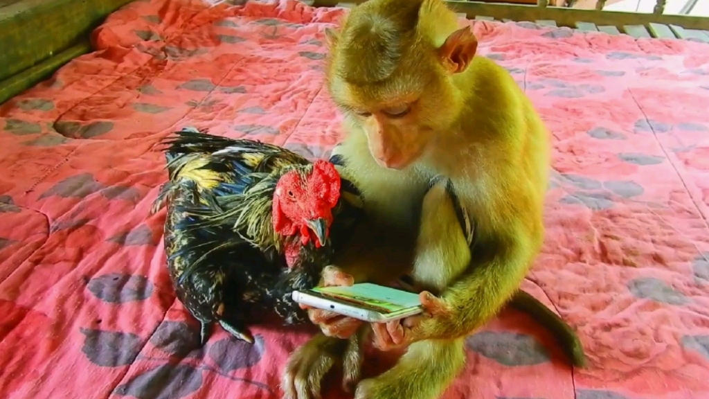 猴子被弹小鸡图片