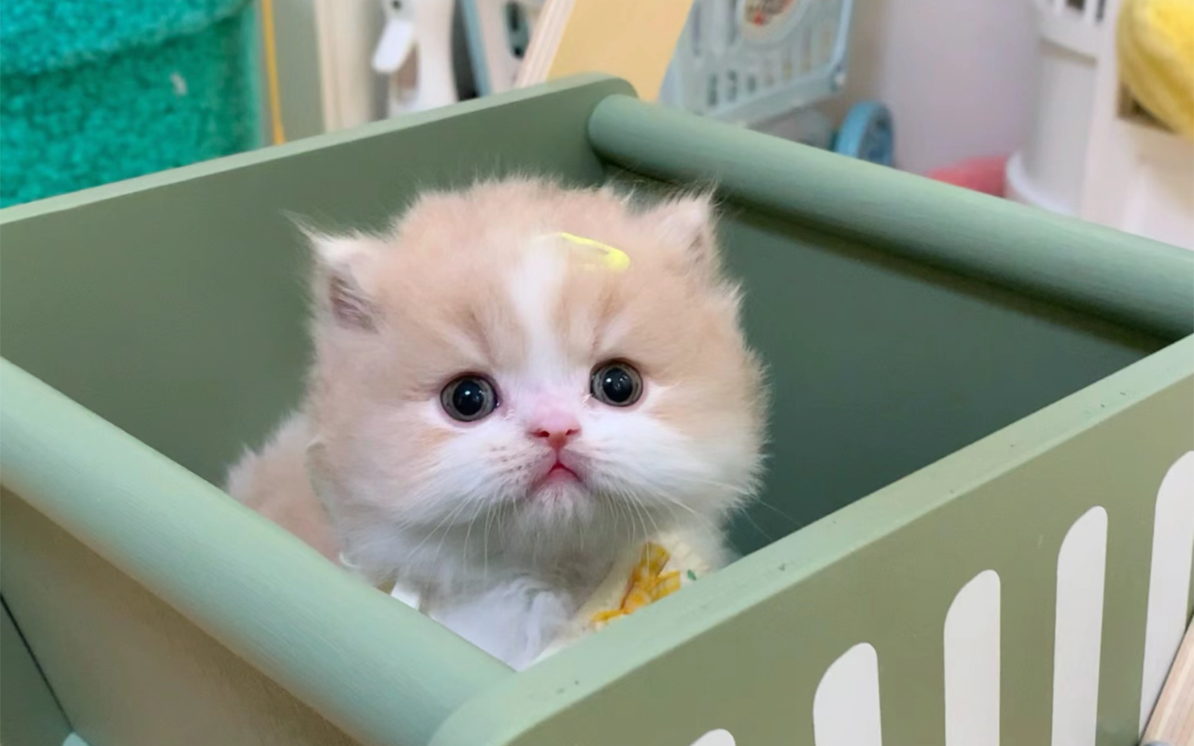 🐱没见过这么可爱的猫猫!❤️