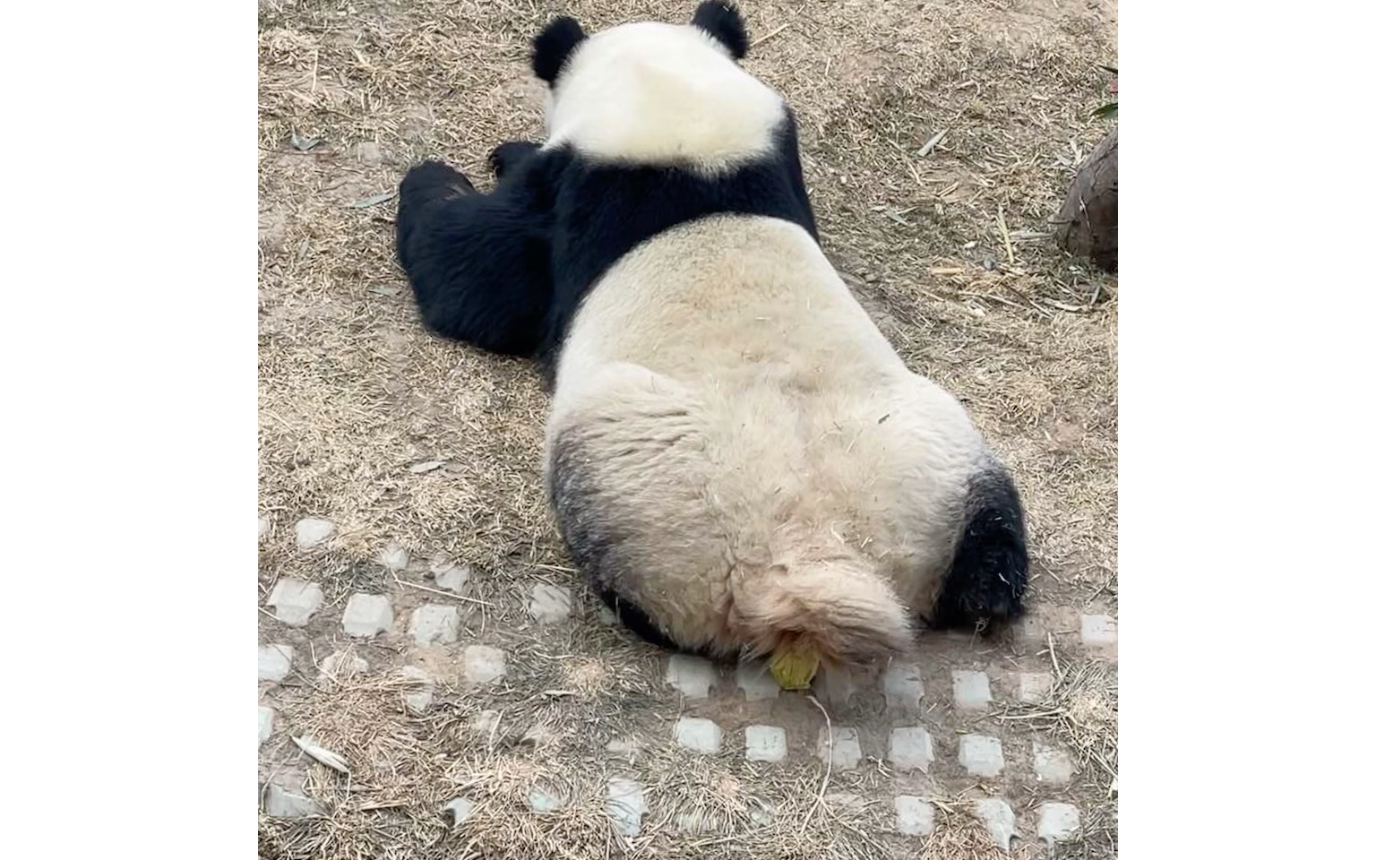 珍贵影像资料偷拍大熊猫拉粑粑它居然是趴着的