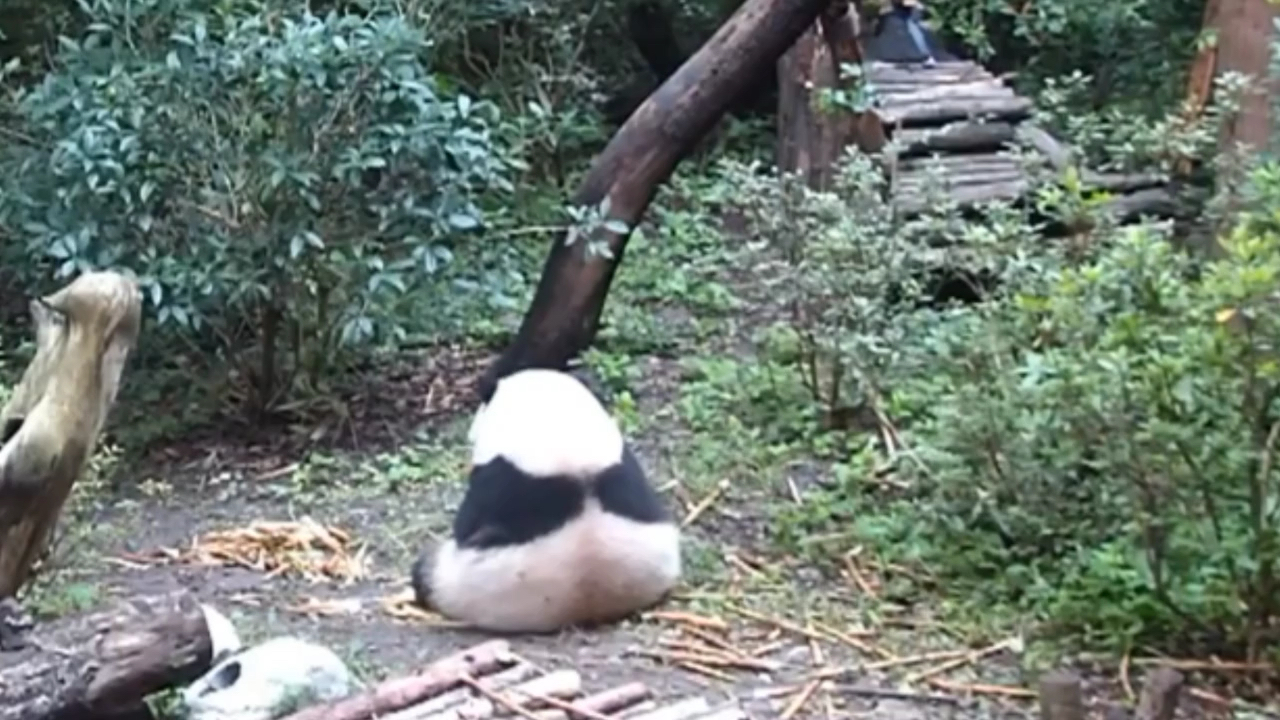 治愈系小熊,背影都这么好看