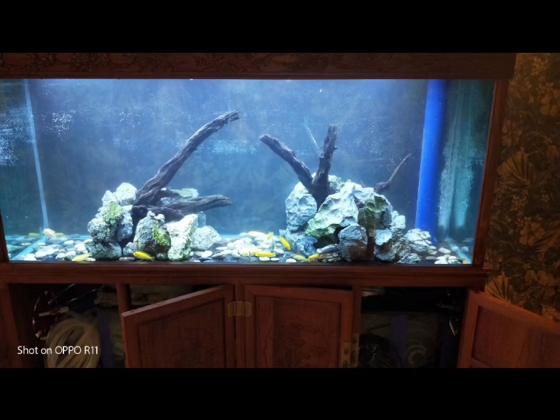 北京高碑店水草造景维护,鱼缸定做,水族箱托管维护.