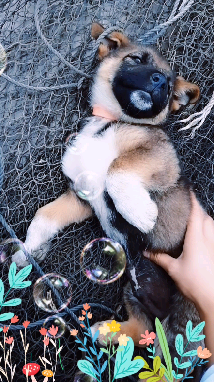 预备~开始~rua狗[嗑瓜子][嗑瓜子]