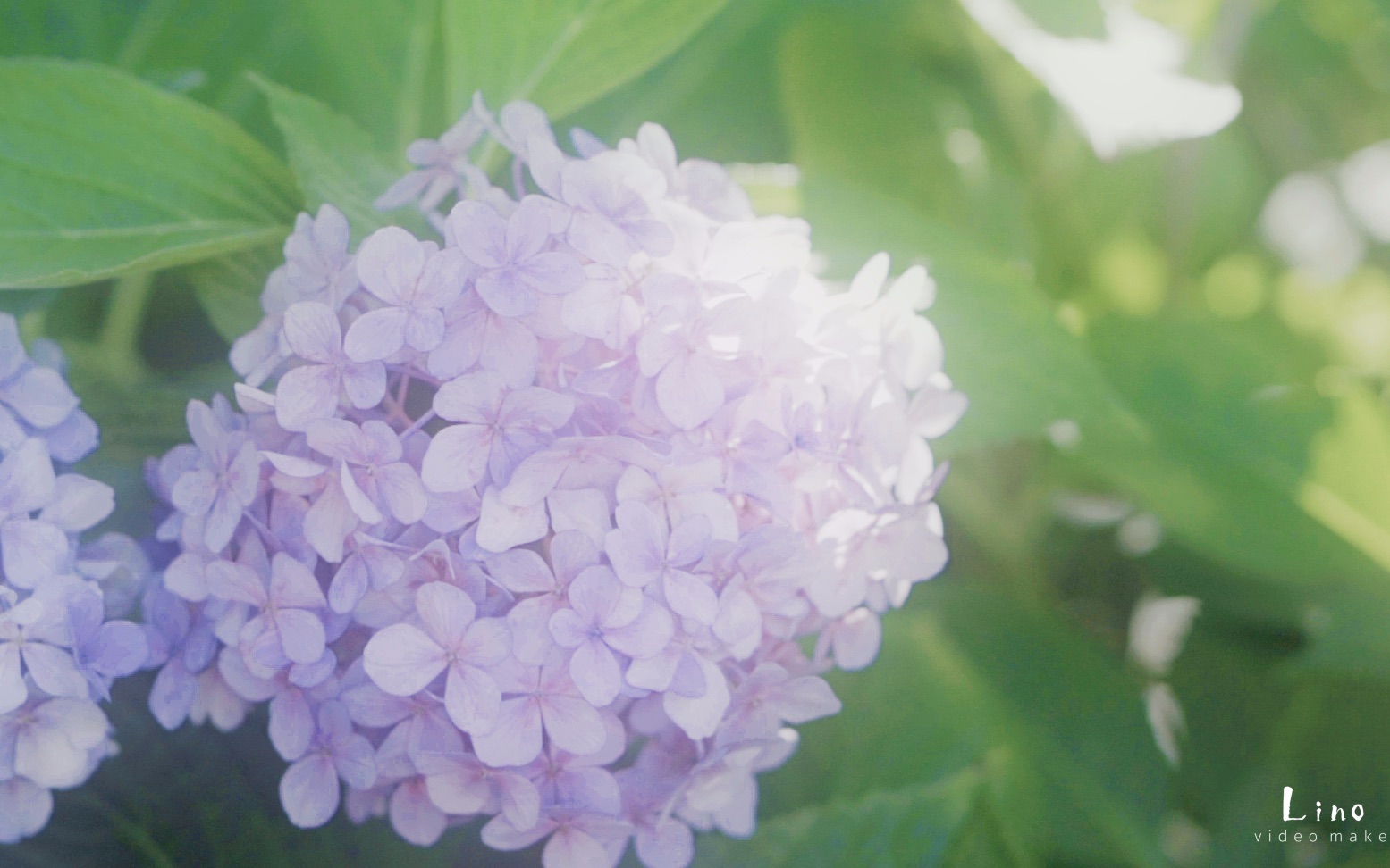 [图]京都日常 | 远离喧嚣 听夏日的声音