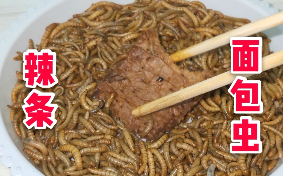 面包虫吃不吃辣条放入130条面包虫看效果如何