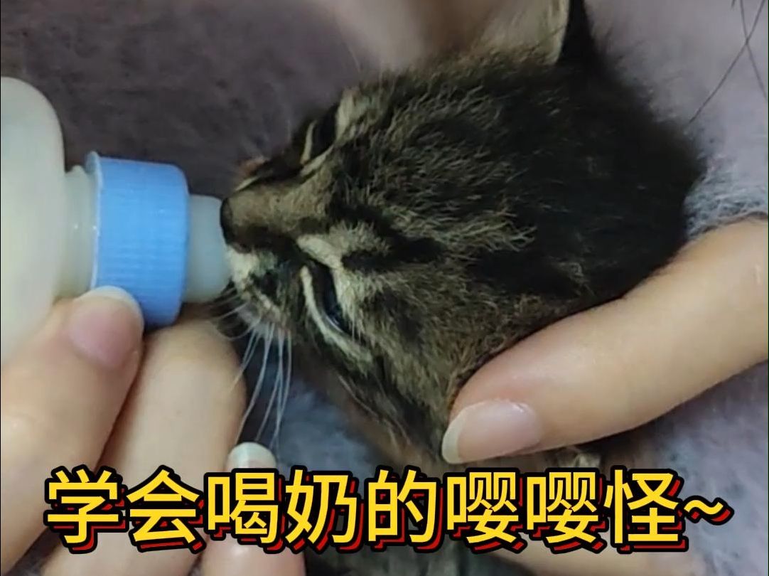 【捡猫DAY6】终于学会吸奶了!吃奶2毫升,花费半小时!哔哩哔哩bilibili