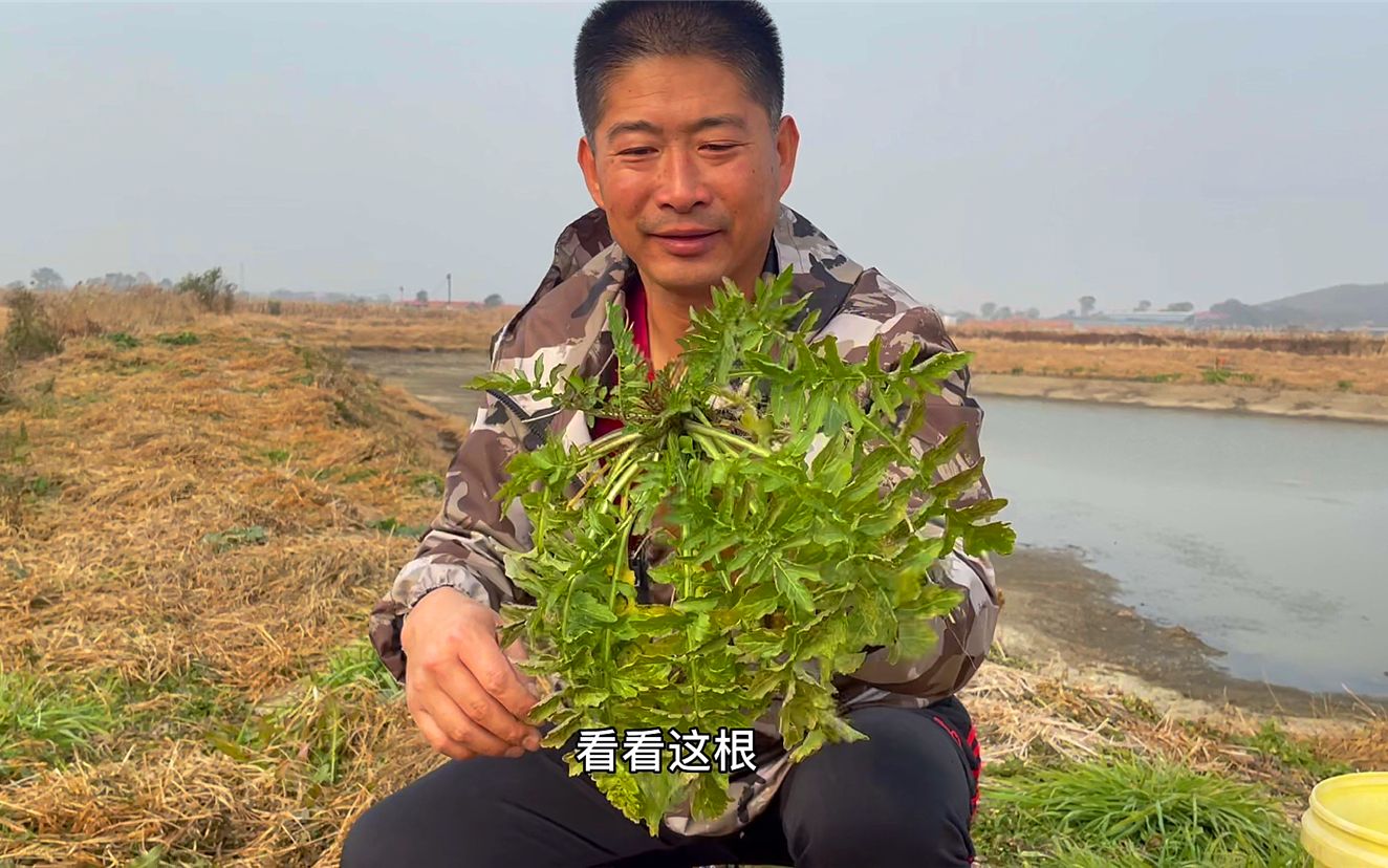 东北农村冬天还能挖野菜?这是荠菜还是婆婆丁?