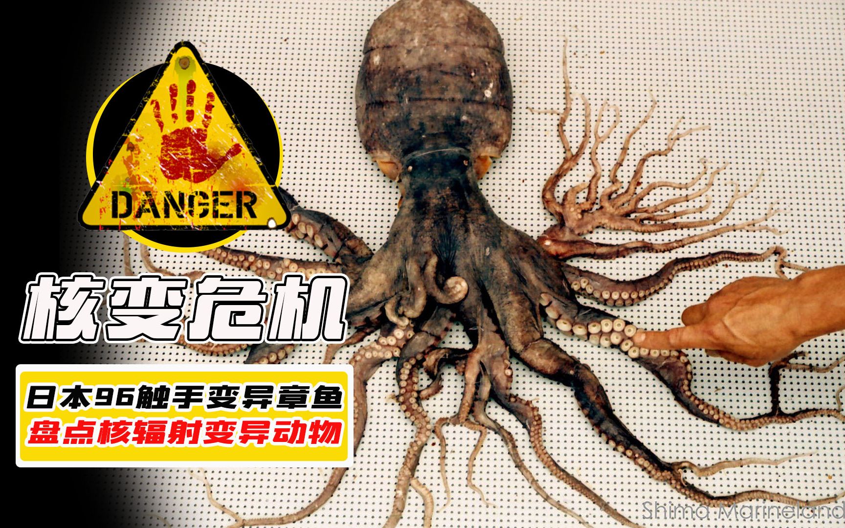 盘点核辐射变异的动物,96只触手章鱼在日本现身!