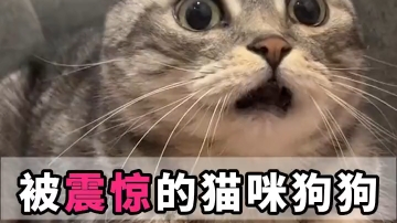 猫咪狗狗震惊瞳孔放大瞬间哔哩哔哩bilibili