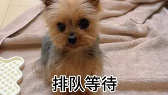 这种又聪明又礼貌的小狗是谁在养啊