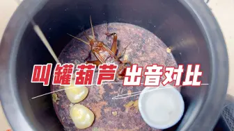 黑虫在叫罐和葫芦里的叫声对比